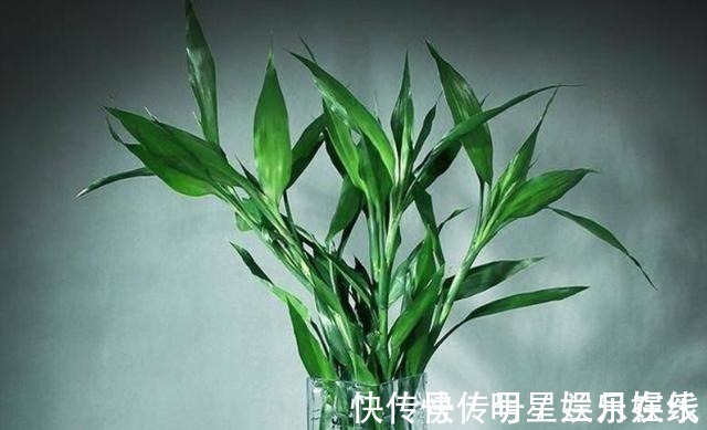 如果不到万不得已,这3种花过年“不要买”,年后买,省钱又好养