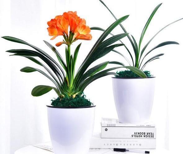 新根|一个小“东西”,掌握君子兰“浇水密码”,看准了,不再烂根黄叶