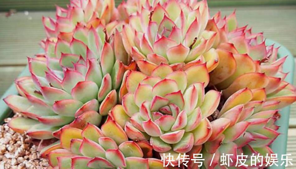 11月养多肉,2个动作“催一催”,安全过冬,颜色靓丽爱爆崽