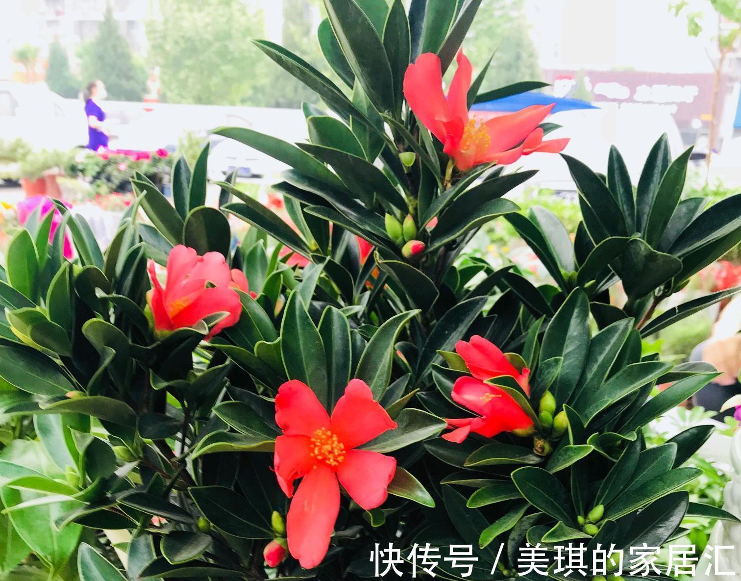 高温|夏季高温，养盆四季杜鹃茶，满足3要点，花期持续一整年