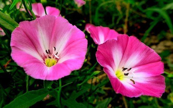 四季桂|农历7月2号起,最适合养这些花,花美若牡丹,耐热好养活