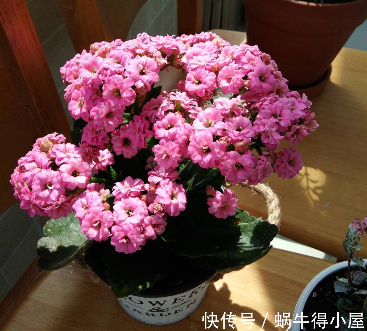 长寿|秋天阳台养一盆花,株型小、花量大、花色多种,喜庆美观好养