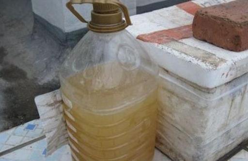 发财树最爱喝“2种水”,每月浇一点,叶片不发黄,绿得冒油光