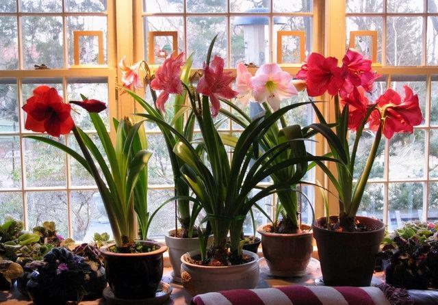 蟹爪兰|八月适合入手“6种花”，好养又漂亮，天气转凉更利于开花