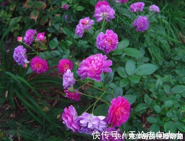 月季|20款紫色月季品种。浓香、抗病非常好养，天然紫色唯美盛开