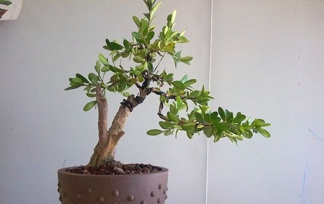 珍珠黄杨|一种树型古朴的植物盆景,四季常青,好养护,非常适合放在室内观赏