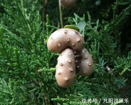 长在树上的生姜，农民见了不敢吃，城里300块1斤抢着要！