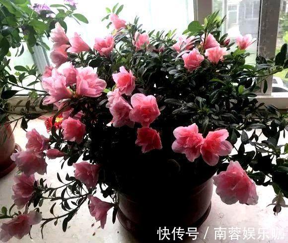 杜鹃花|养不好5种植物，就要赶紧“跳坑”，不然买多少、死多少