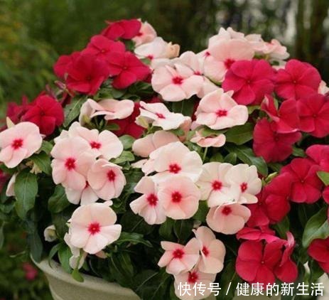 5种花最省心,皮实、好养、漂亮,基本上全年都在开花!