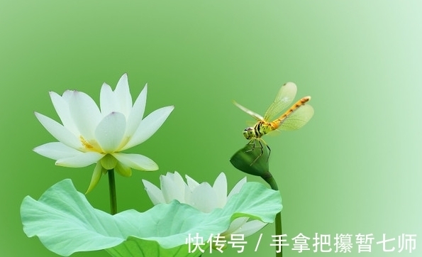 吉星|8月上旬，4属相吉星近身，横财大旺，富贵不愁，未来发达富贵