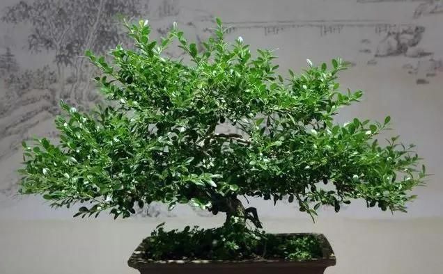 黄杨|10年前一盆上万,10年后一盆十块,烂大街的黄杨,被玩坏的盆景