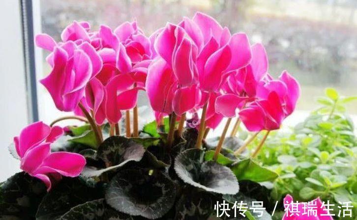 仙客来|4种花是爆盆能手，繁花似锦别致又漂亮