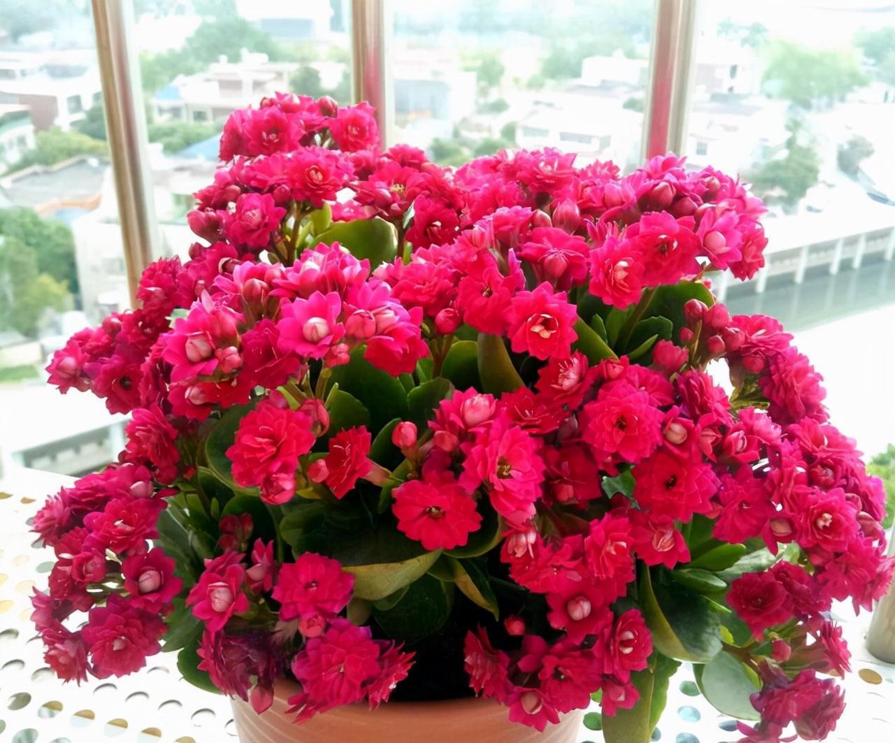 公认好养的“五种花”,漂亮又大气,还能养成老桩,越养越有价值