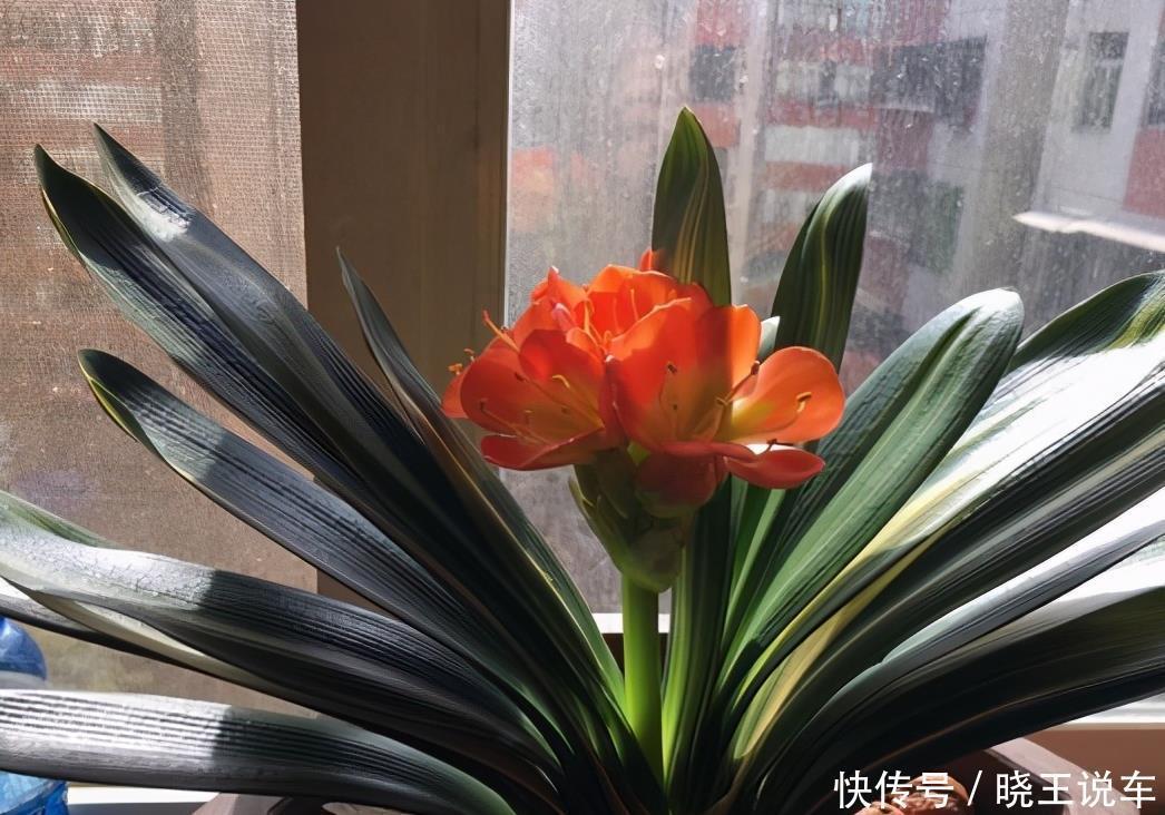 君子兰“夹住了”?3个“五花大绑”法,花箭挺拔,蹭蹭窜满花