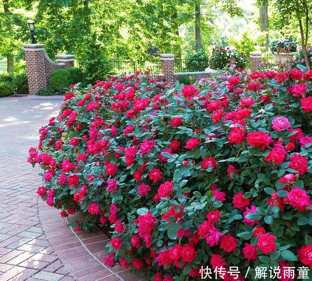 如何让月季变得更加粗壮？月季壮苗大法，让月季苗壮、花多、枝粗