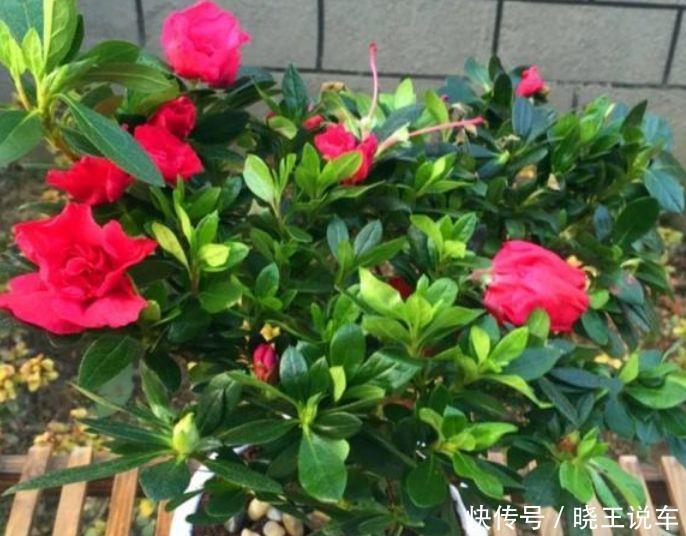 “4种花”漂亮又好养,一次开花100朵,天上人间,美到极致!