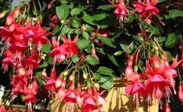 3种花是花中劳模，一年四季开花不断，谁养谁喜欢