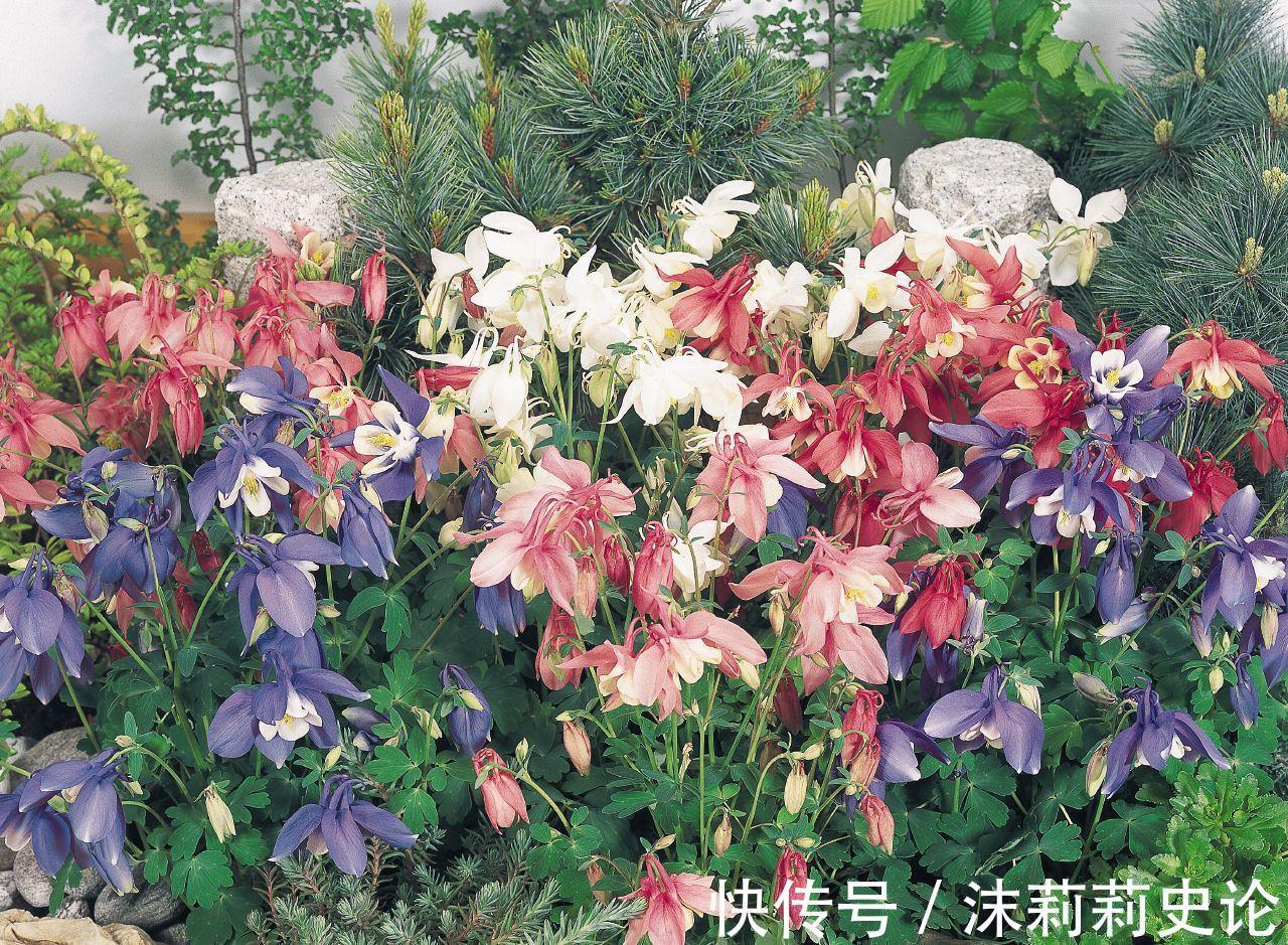 雨雪天冻不死的8种花,越冷越开花,冬天养一盆,喜庆又漂亮