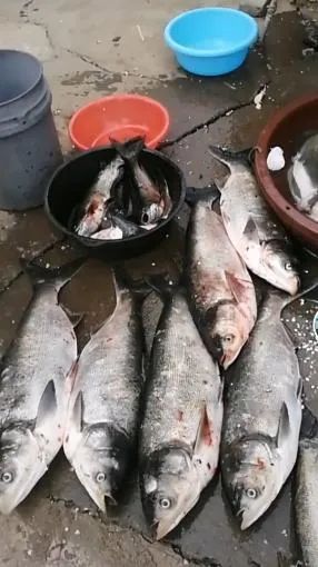 工作人员|网传乌当一水库飘起死鱼！当地政府回应
