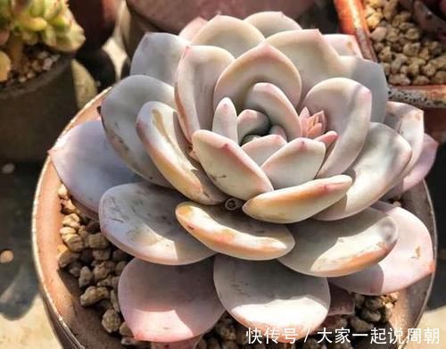 色贼|砰砰疯长的多肉植物,该如何养出好状态用它补水上色贼快