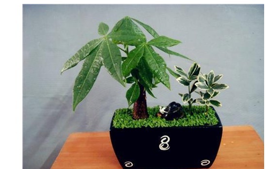 养花容易死,那是因为你不会浇水!常见花卉的浇水宝典,学起来