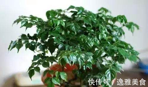 滴水观音|花都是被浇死的，这里是常见花卉的浇水技巧，爱养花的接好了