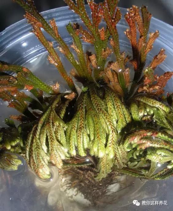 逛街碰到2种花，再喜欢也别买，买了就上当，根本活不了！