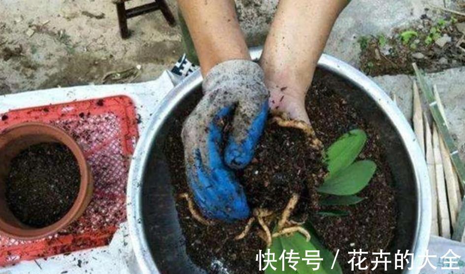 养花|花卉养不活？5个坏习惯在作祟，不戒掉啥花都养不好，你中了几条