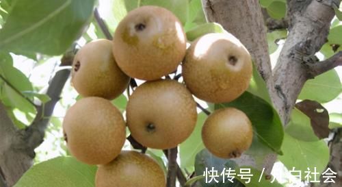 糖梨|不想老太快,3种食物值得天天吃,健脾养胃,美容养颜、清新口气