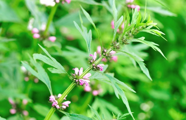 马齿苋|开春挖野菜,送你“野菜大图鉴”,教你轻松识别20种野菜
