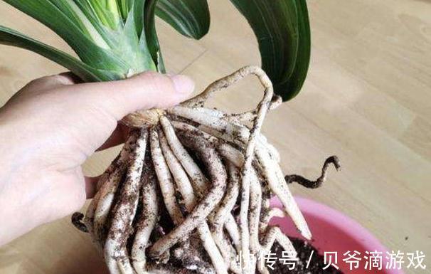 君子兰如何养根,教你4点小技巧,轻松养出粗壮根,真值