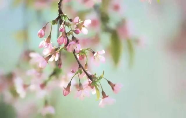 仙境|赴一场春日盛会吧！南宁这里粉樱烂漫，美成仙境