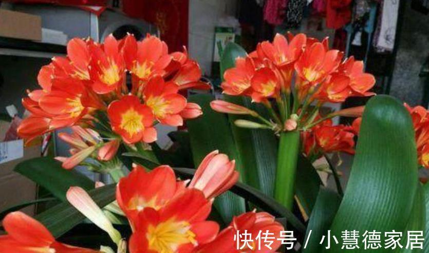 君子兰|秋天别忘了给君子兰“开小灶”,叶片油绿挺拔,越养越旺