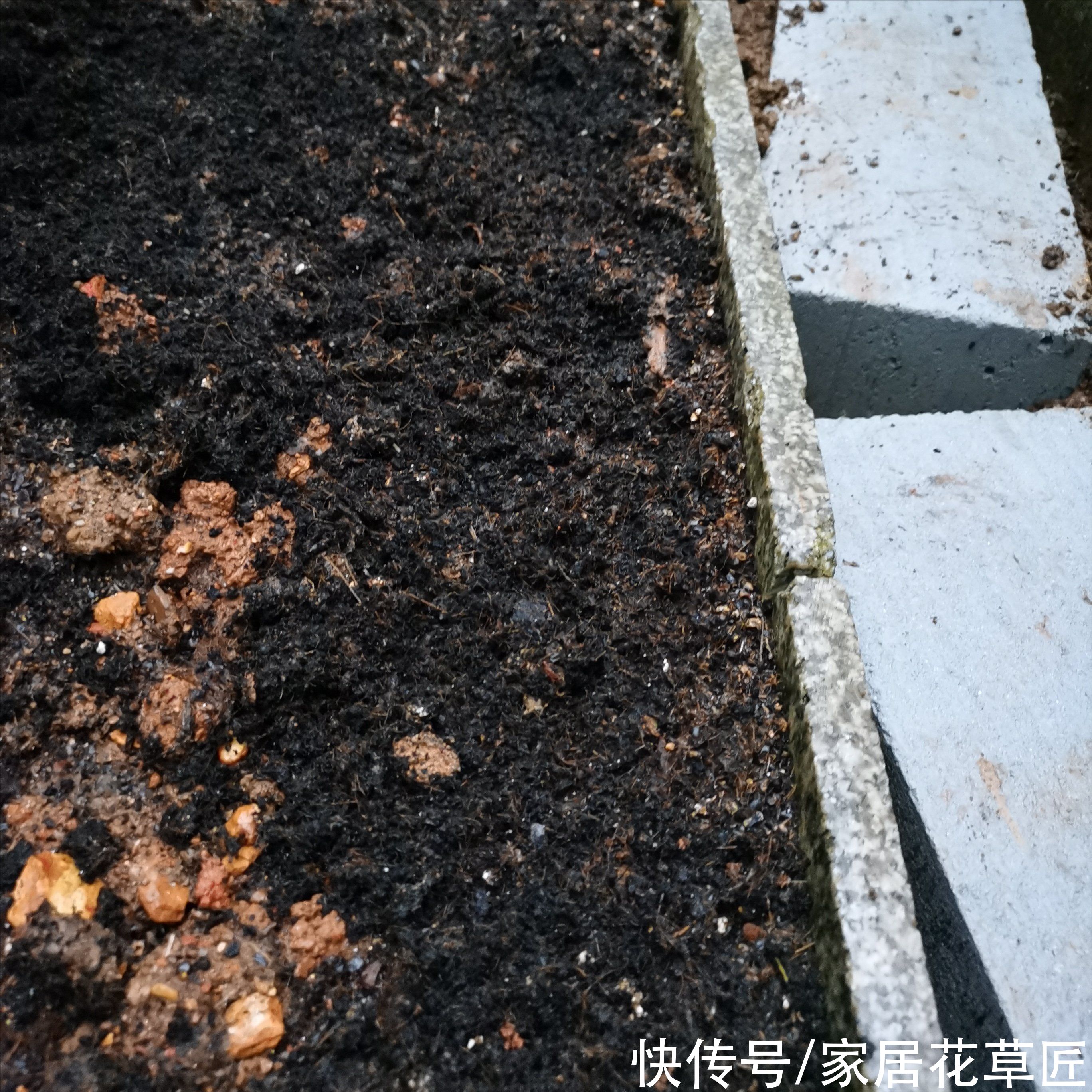 花友|玉树生长有“秘诀”，牢牢掌握住，新手也能养开花，还茂盛