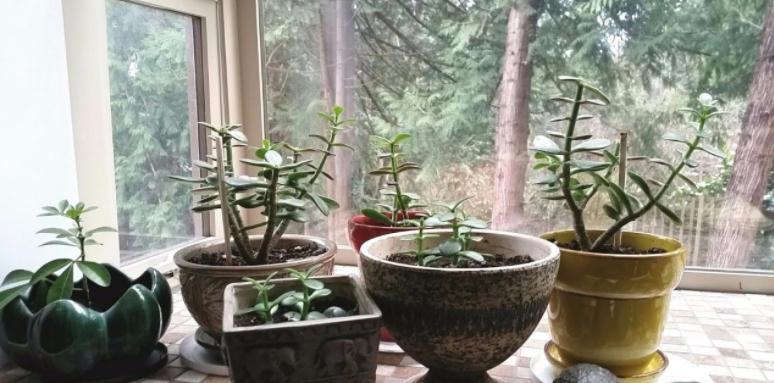 按这方法边修剪边养护玉树,盆栽不仅侧芽多,主干还长得更粗壮