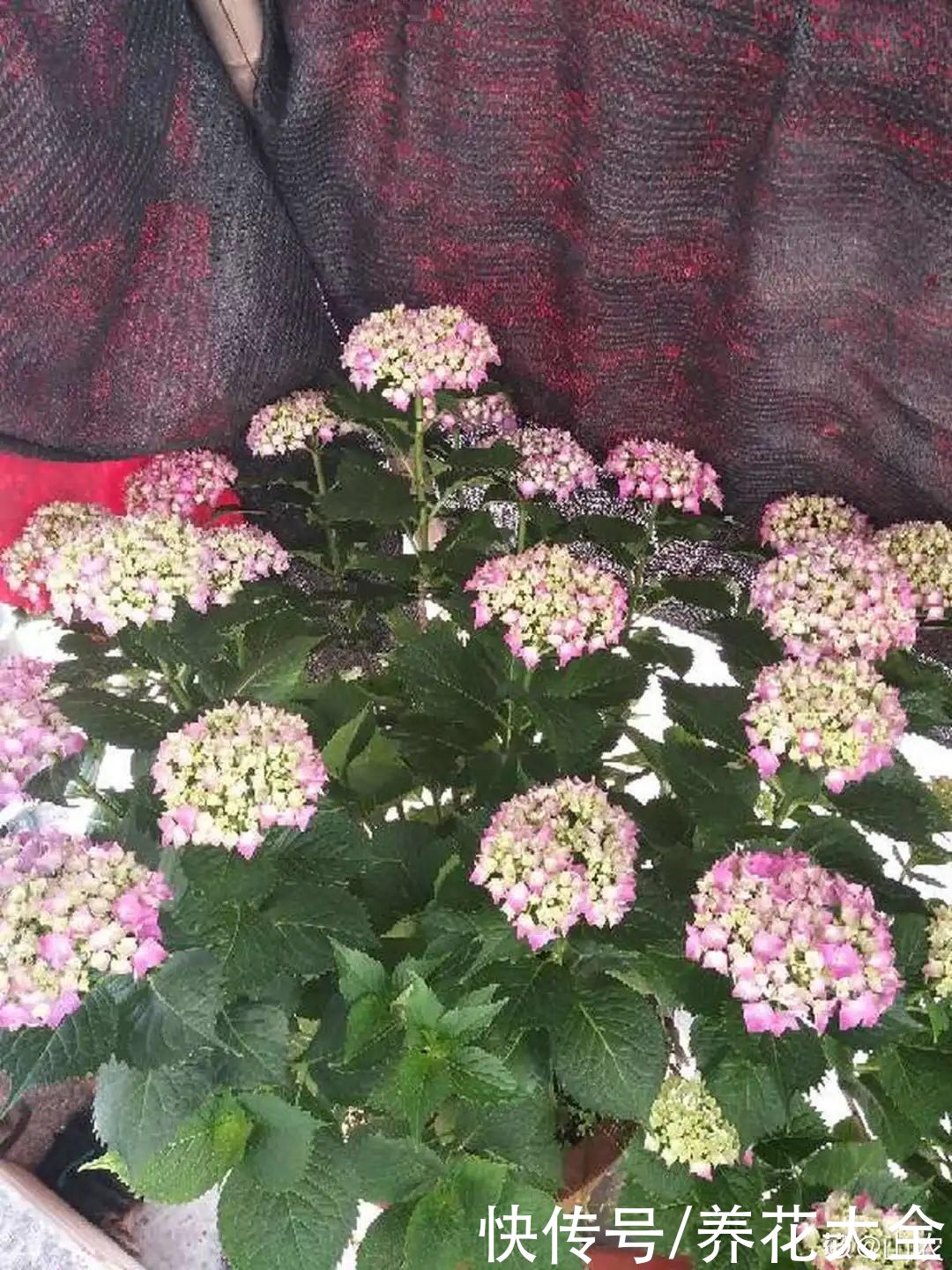 夏天怕晒的花，赶紧搬到阴凉地儿，再晒成枯杆了