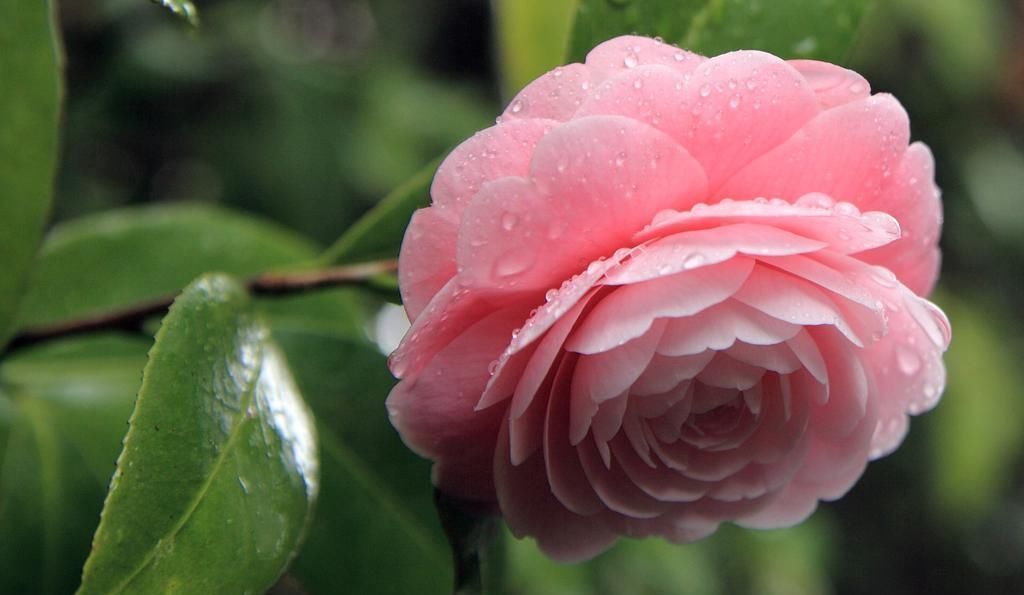 盘点9种名贵花草,每一种都高贵优雅,看看有你喜欢的吗?