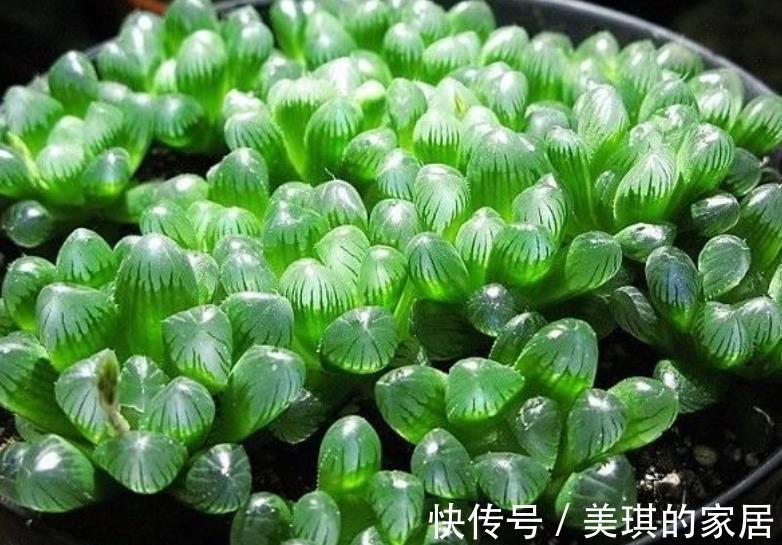 秋天养多肉玉露，“死记硬背”4个要点，叶片晶莹剔透美极了