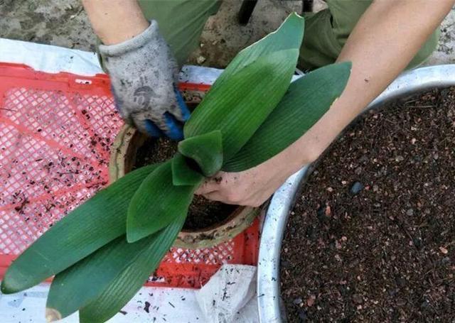 出门捡点养花“大补肥”，一分钱不花，绿萝君子兰长得“绿油油”