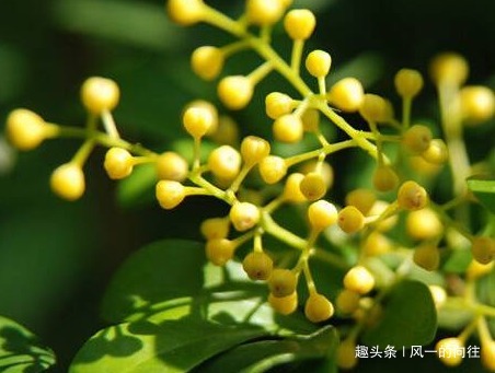 家养米兰花总是长不好学会这三个小技巧,轻松蹭蹭长不停