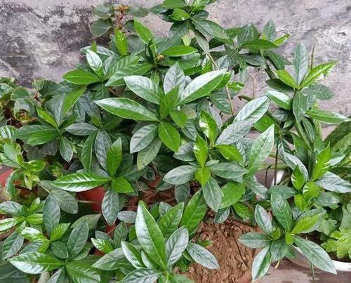 日常盆栽栀子花，满足3点要求，花朵可持久散发清香、制成花茶