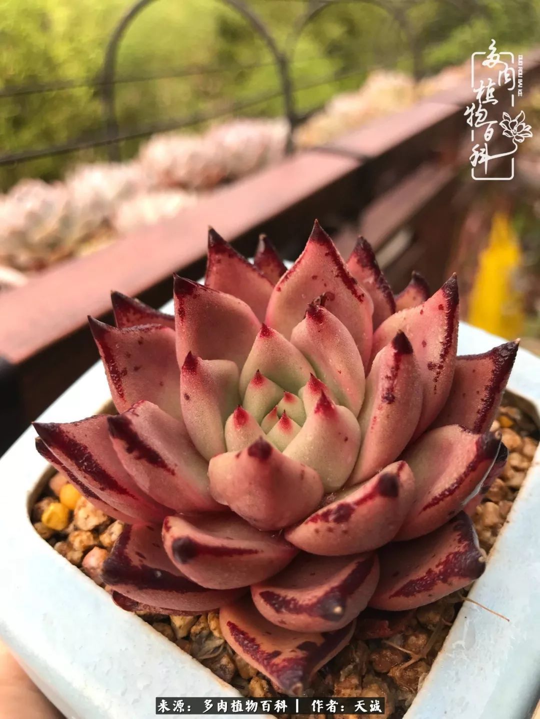 吃饱喝足，包邮区的多肉养精蓄锐准备渡劫！