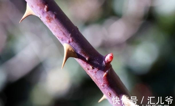 暖阳|还有三周，心泛涟漪，财旺福旺，面朝暖阳，三大生肖