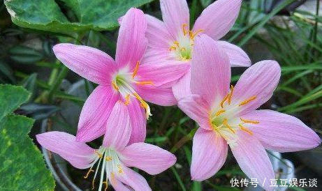 懒人|此花卉漂亮,美如莲花,花期长花量大,最好养,懒人新手盆栽佳品