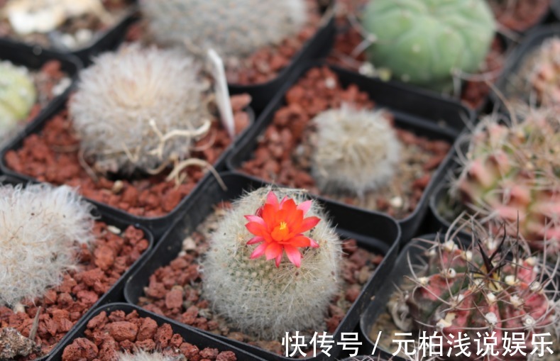 家电|家庭养花,哪些地方不能摆放植物盆栽?除了室内,室外也有讲究