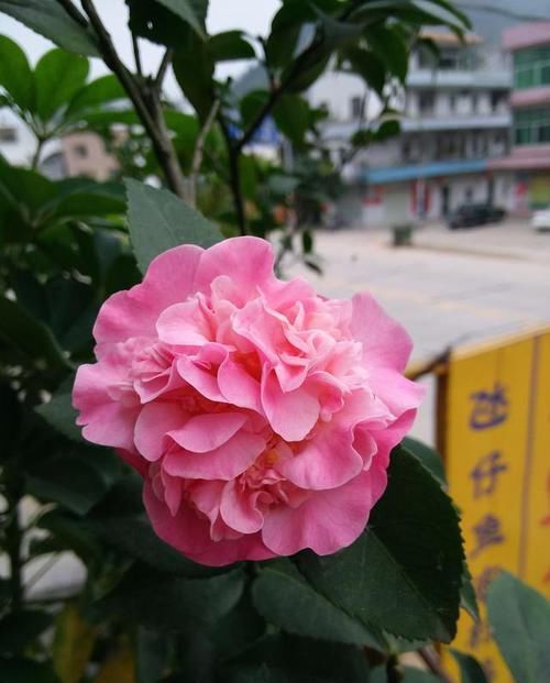  饱满|香味最浓的花卉，花大色艳，花型饱满，一开就是120天，适合新手