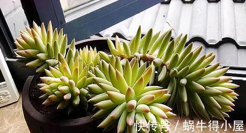 养护|多肉千佛手,号称“绿巨人”,一片叶子长一盆,养成群生肉墩子