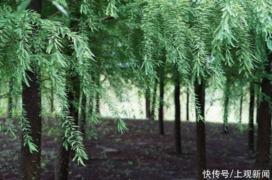 宝藏|小编拍了一年，只为带你领略金山这个“宝藏森林”的四季之美