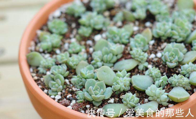 学会叶插,让多肉一盆变多盆,再也不用去外面买多肉了