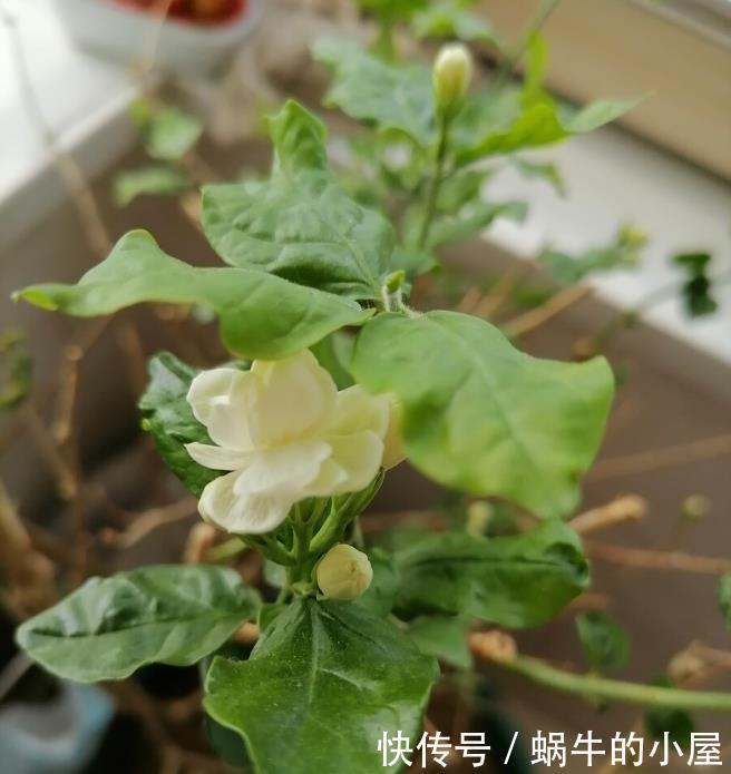 茉莉开花多不多，主要在三个细节工作，做得不到位补救还来得及